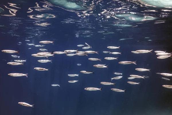 Escuela Peces Bajo Agua Peces Fondo Submarino —  Fotos de Stock