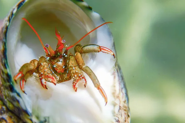 Small funny hermit crab underwater close up.