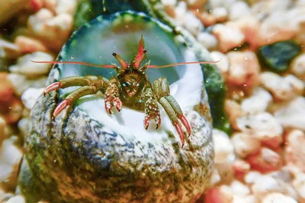 Kleine Lustige Einsiedlerkrebse Unter Wasser Aus Nächster Nähe — Stockfoto