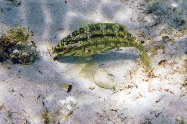 Symphodus Roissali Five Spoken Wrasse Underwater Close — стокове фото