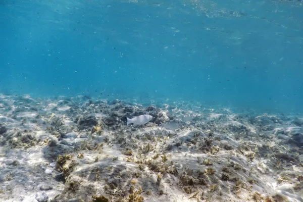Onderwater Scene Zonlicht Vis Onderwater Leven — Stockfoto