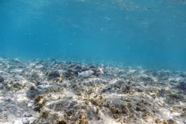 Underwater Scene Sunlight, fish Underwater Life.