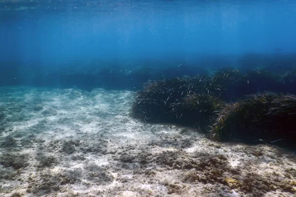 Fondo Submarino Con Algas — Foto de Stock