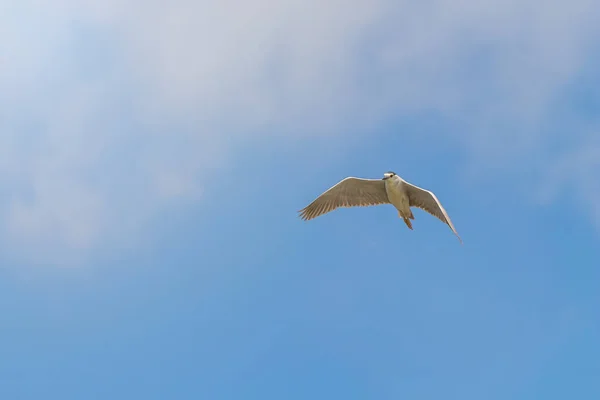 Héron Nuit Couronné Noir Volant — Photo