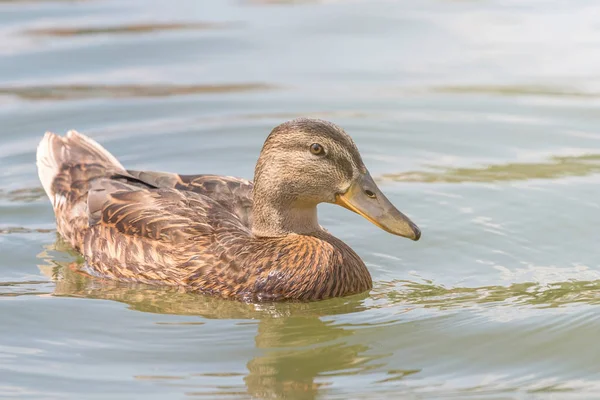 Canard Colvert Femelle Gros Plan — Photo