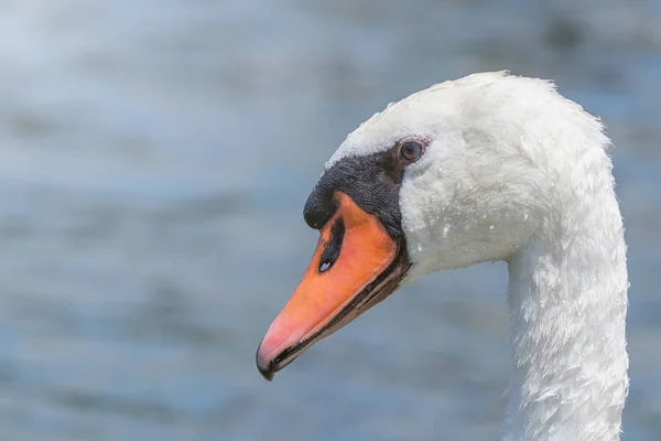 Swan Close Swan Portrait Cygnus — Stock Photo, Image