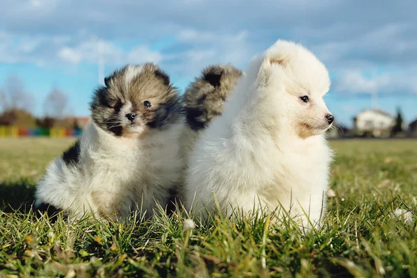 Little Puppies Pomeranian Puppies Playing Outdoo — Stock Photo, Image