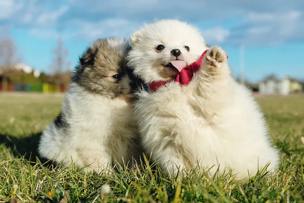 Kleine Puppy Pommeren Pups Spelen Outdoo — Stockfoto