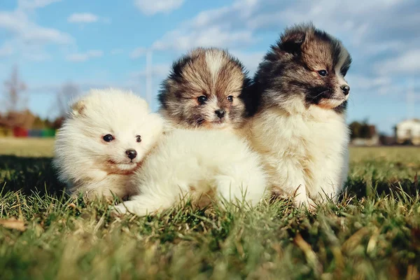 Cachorrinhos Filhotes Cachorro Pomerânia Jogando Outdoo — Fotografia de Stock