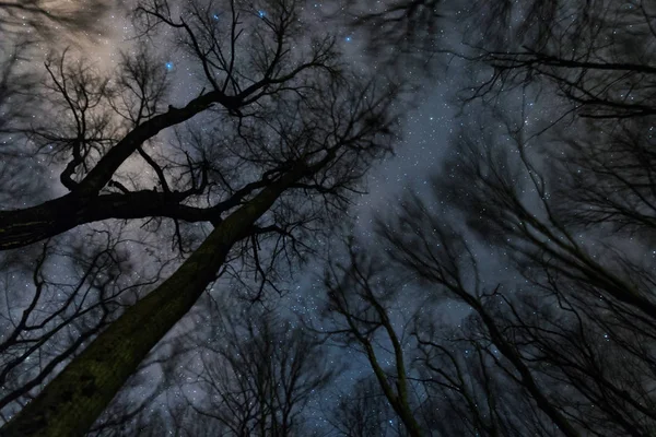 Hermosa Noche Estrellada Vía Láctea Los Árboles Noche Ventosa Árboles — Foto de Stock