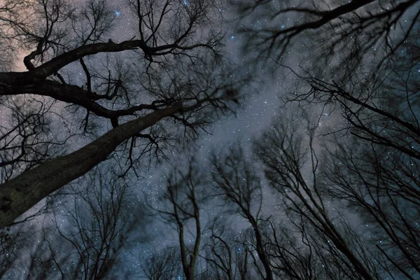 Hermosa Noche Estrellada Vía Láctea Los Árboles Noche Ventosa Árboles — Foto de Stock