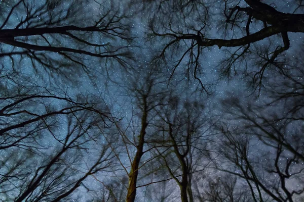 Прекрасная Звездная Ночь Млечный Путь Деревья Ветреная Ночь Движущиеся Деревья — стоковое фото