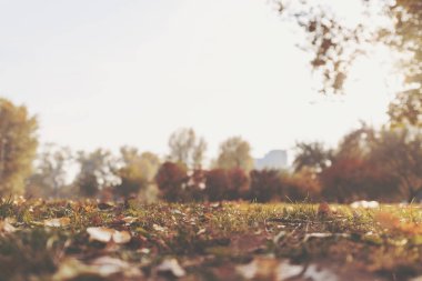 Sonbahar park, renkli ağaçlarda bırakır.