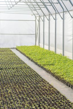 Serada Saksı Tohumları Sıraları