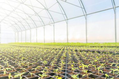 Serada büyüyen genç bitkiler