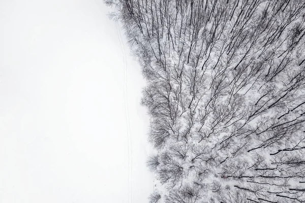 Floresta Inverno Cima Vista Aérea Floresta Neve — Fotografia de Stock