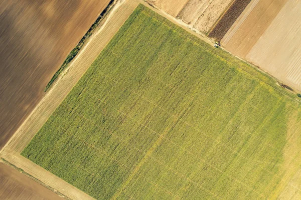 Campos Agrícolas Con Cultivo Maíz Vista Aérea — Foto de Stock