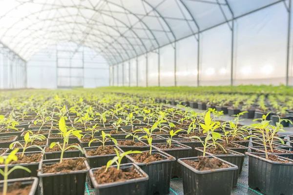 Young Plants Growing Greenhouse — Stock Photo, Image
