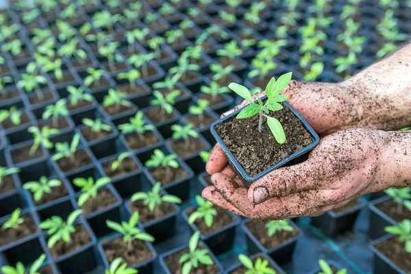 Hand Hält Grünen Sämling — Stockfoto