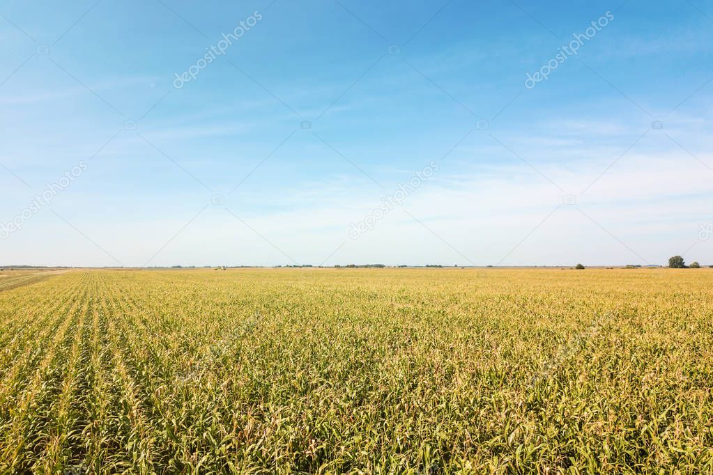 Farmland with a corn crop Aerial View