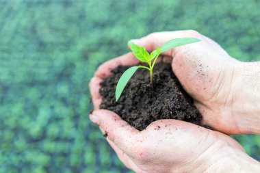 El ele tutuşan yeşil fidan