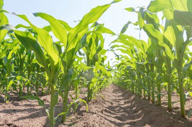 Tarlada yetişen yeşil mısır. Yeşil Mısır Bitkileri.