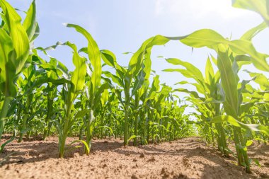 Tarlada yetişen yeşil mısır. Yeşil Mısır Bitkileri.