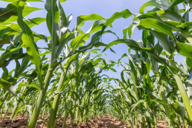 Tarlada yetişen yeşil mısır. Yeşil Mısır Bitkileri.