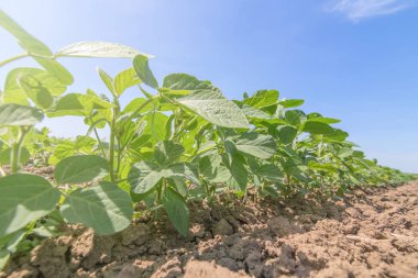 Genç alanında büyük yaprakları ile bitkiler büyümek soya yeşil.