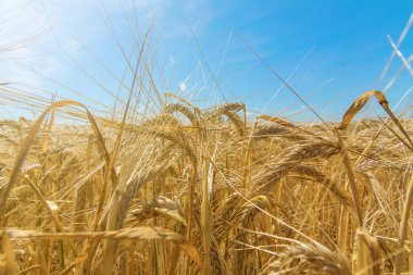 Buğday ve güneş mavi gökyüzü altında