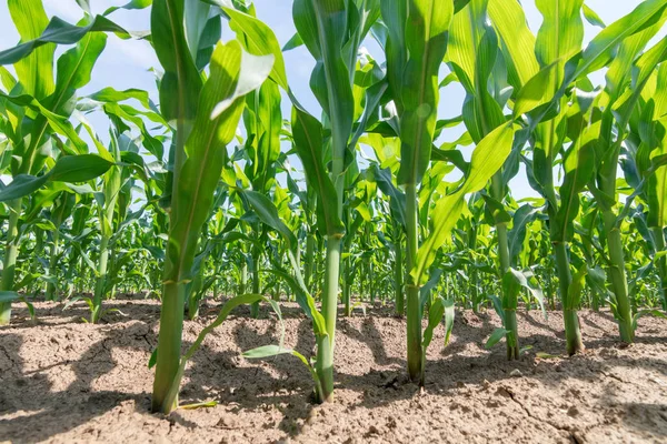 Green corn growing on the field. Green Corn Plants.