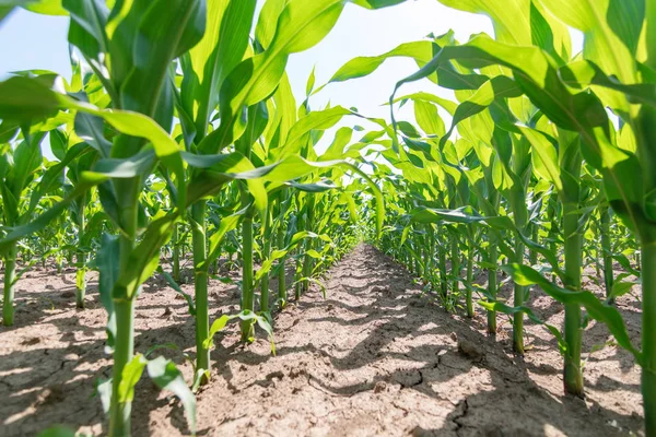 Green corn growing on the field. Green Corn Plants.