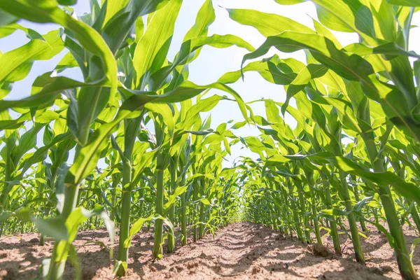 Green corn growing on the field. Green Corn Plants.