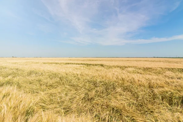 Пшениця Сонце Під Блакитним Небом — стокове фото