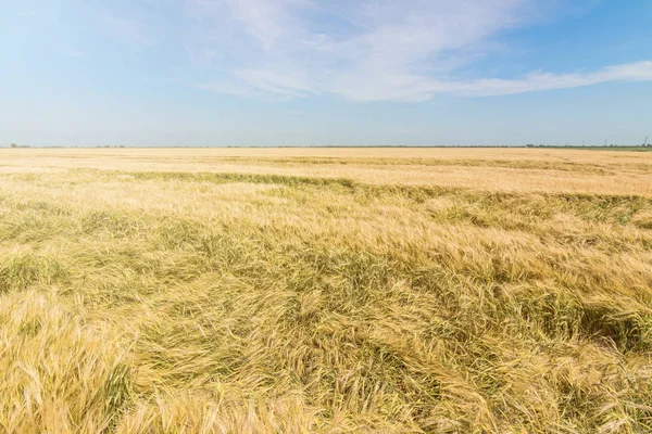 Пшениця Сонце Під Блакитним Небом — стокове фото
