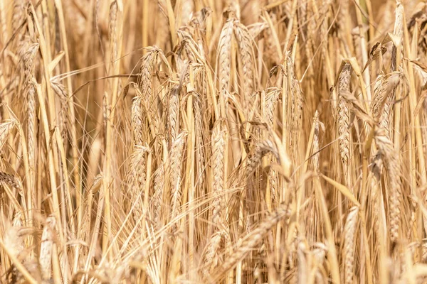 Gouden Oren Van Tarwe Zomer Het Veld Tarweachtergrond — Stockfoto