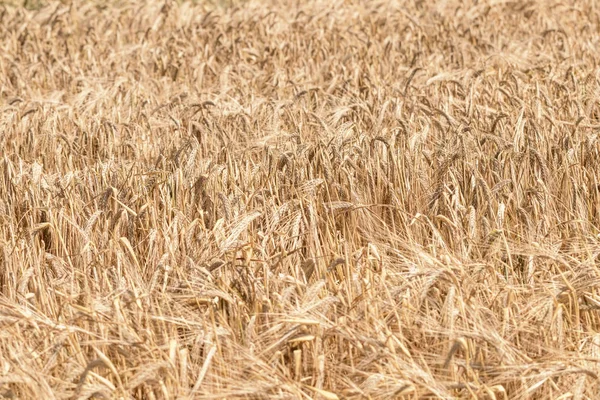 Las Espigas Doradas Trigo Verano Campo Fondo Trigo — Foto de Stock