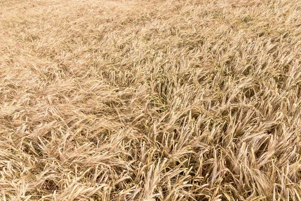 Las Espigas Doradas Trigo Verano Campo Fondo Trigo — Foto de Stock