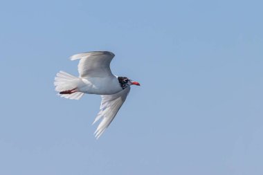 Akdeniz martısı denizin üzerinde uçuyor