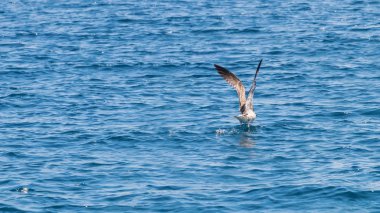 Genç martı denizin üzerinde uçuyor Yaklaş
