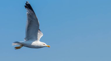 Büyük siyah martı denizin üzerinde uçuyor.