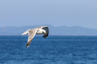 Büyük siyah martı denizin üzerinde uçuyor.