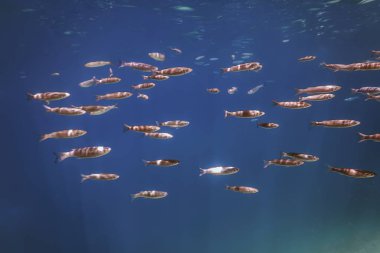 Suyun altındaki balık okulu. Suyun altındaki balıklar.