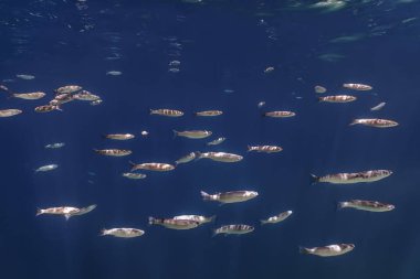 Suyun altındaki balık okulu. Suyun altındaki balıklar.