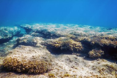 Sualtı Sahnesi Güneş Işığı, Su altı Hayatı.
