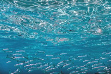 Suyun altındaki balık okulu. Suyun altındaki balıklar.