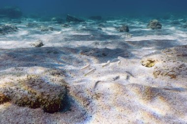 Kumlu taban, suyun altında yüzen balıklar