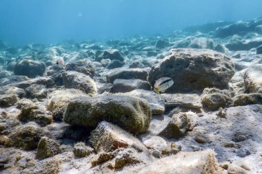 Sualtı Sahne Güneş Işığı, balık ve su yüzeyi. Su altı Yaşamı.