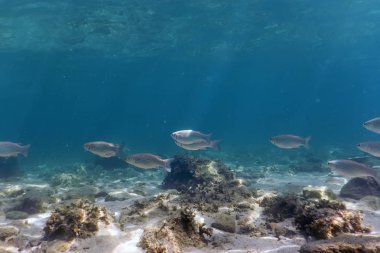 Sualtı Sahne Güneş Işığı, balık ve su yüzeyi. Su altı Yaşamı.