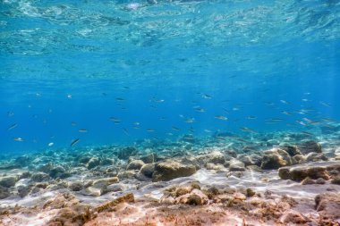 Sualtı Sahne Güneş Işığı, balık ve su yüzeyi. Su altı Yaşamı.